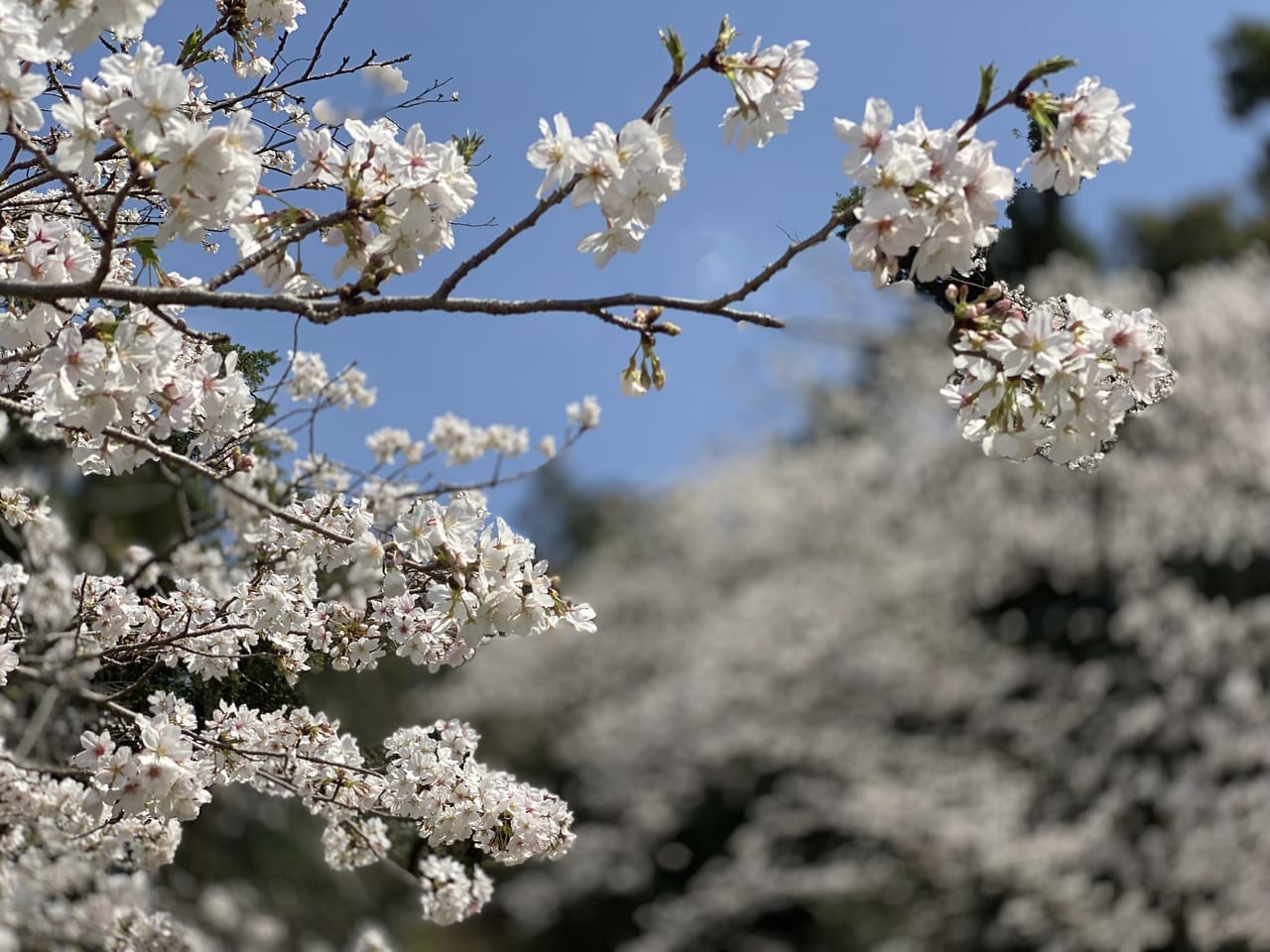 2023延岡城山公園桜