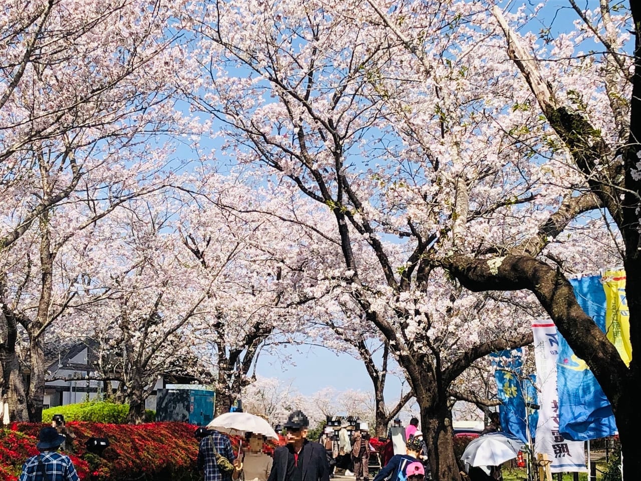 天ヶ城公園の桜
