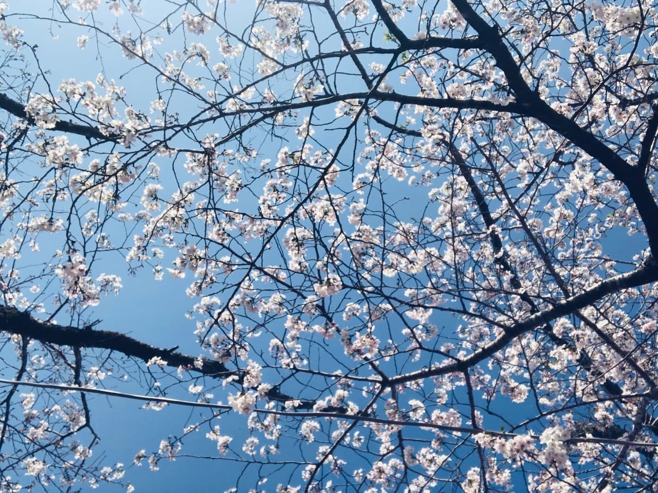 天ヶ城公園の桜