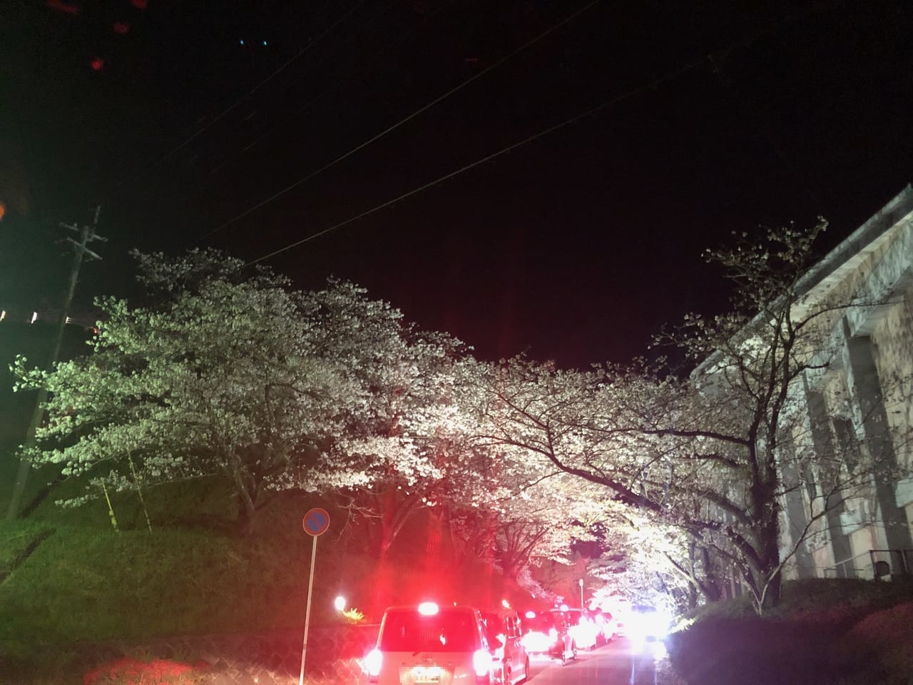 天ヶ城公園の夜桜