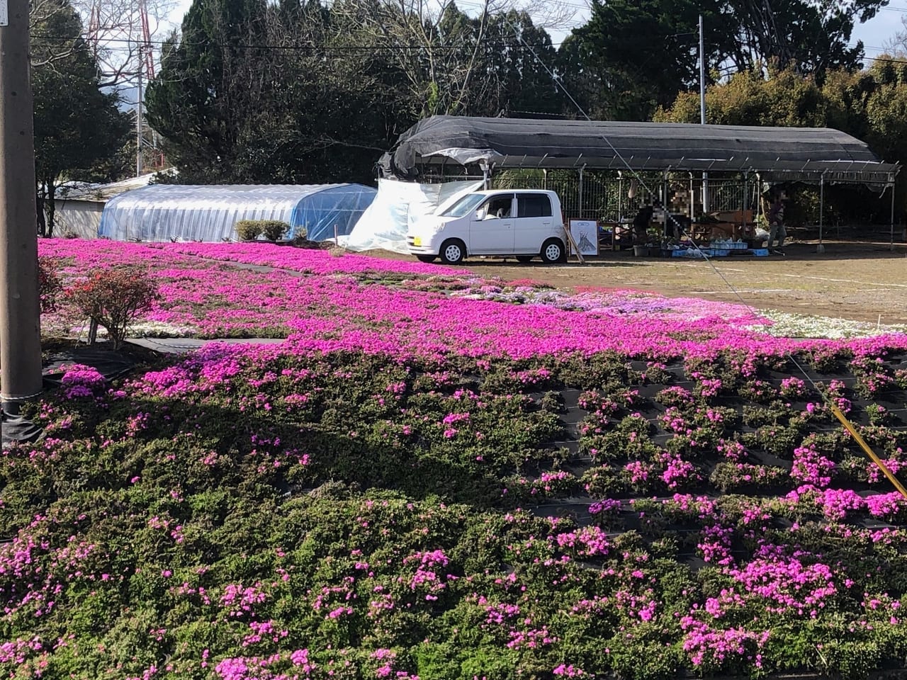 一里山の芝ザクラ