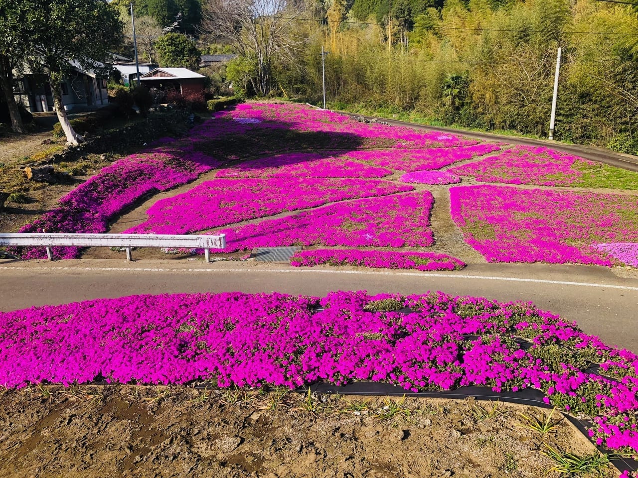 一里山の芝ザクラ