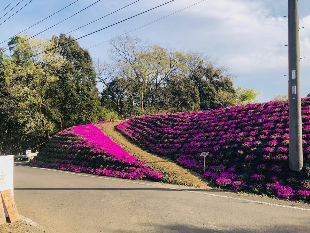 一里山の芝ザクラ