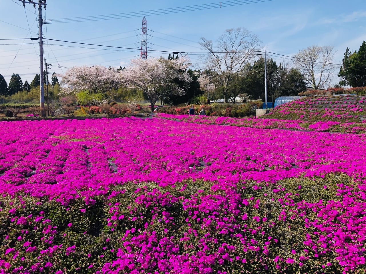 一里山の芝ザクラ