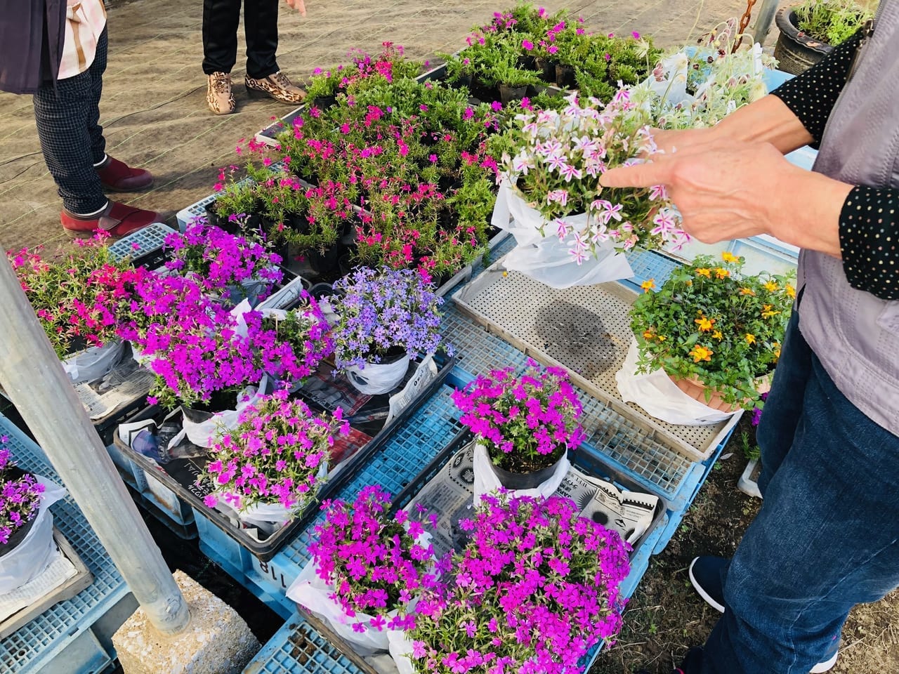 一里山の芝ザクラ