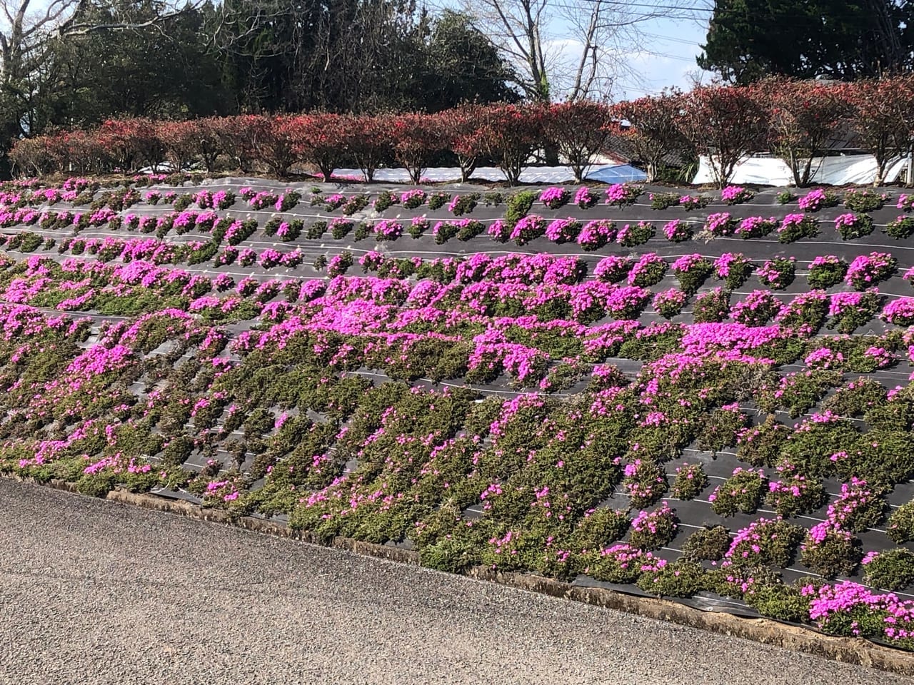 一里山の芝ザクラ