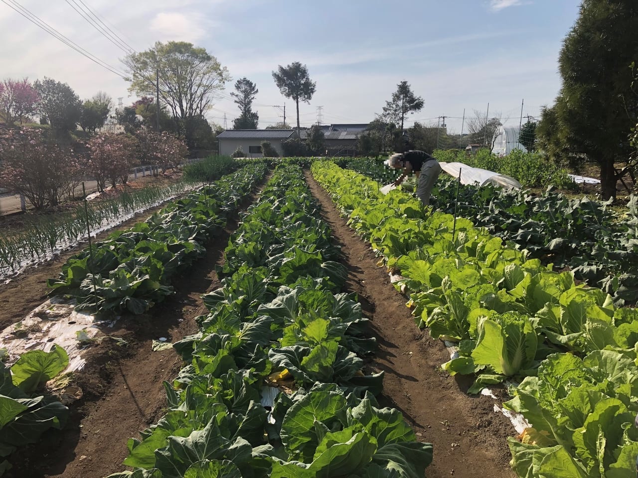 一里山の野菜