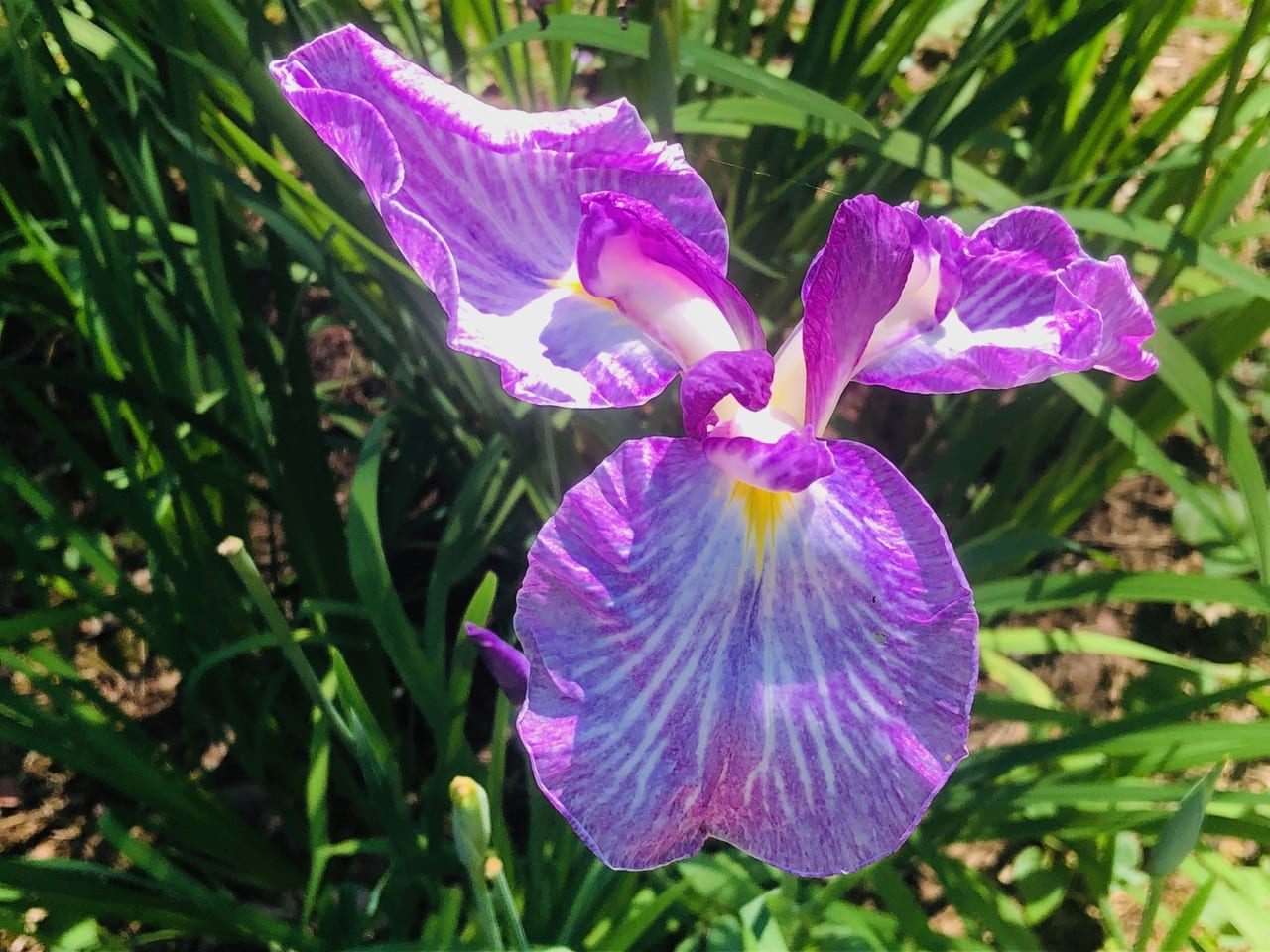 市民の森の花