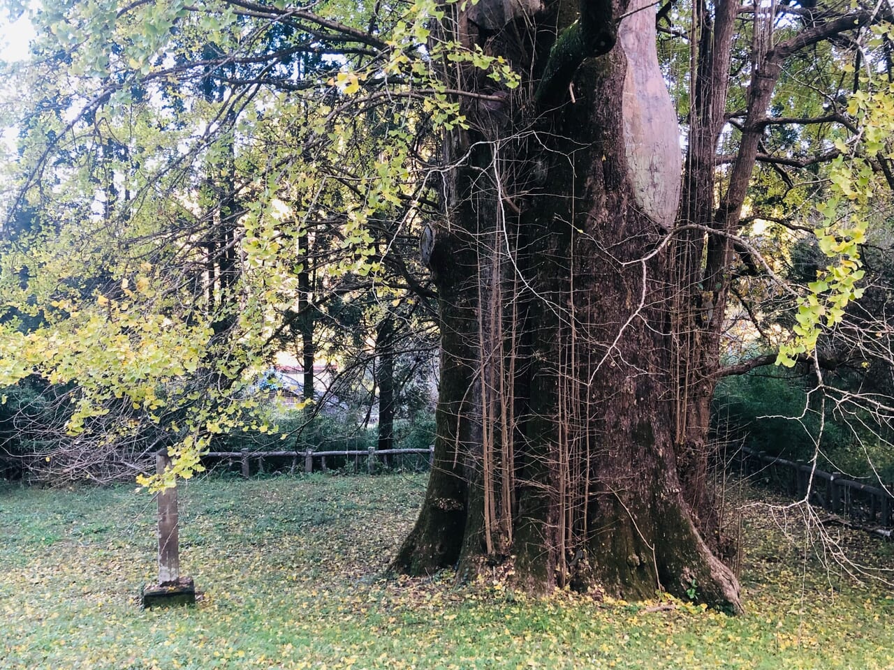 去川のイチョウ