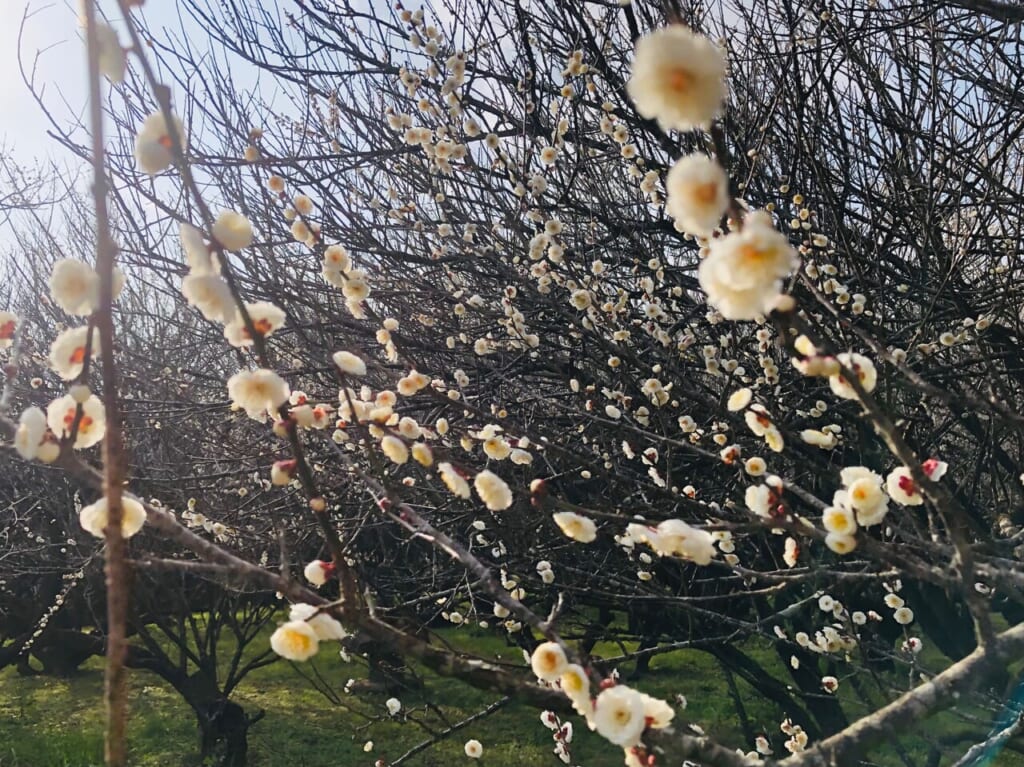 高岡の月知梅